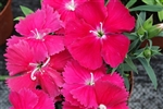 Dianthus Diana Rose