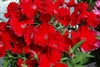 Dianthus Diana Scarlet