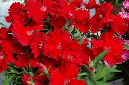 Dianthus Diana Scarlet