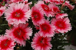 Dianthus Diana Scarlet Pic