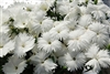 Dianthus Diana White