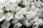 Dianthus Diana White