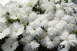 Dianthus Diana White