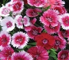 Dianthus Persian Carpet OP