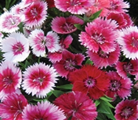 Dianthus Persian Carpet OP