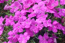 Dianthus Diana Blueberry