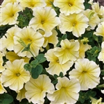 Petunia Dolce Limoncello Pelle