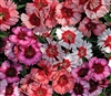 Dianthus Sup Parfait Mix Pelle