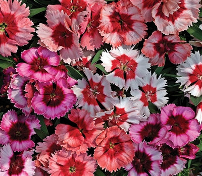 Dianthus Sup Parfait Mix Pelle