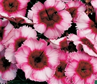 Dianthus Sup Parf Raspberry Pellets