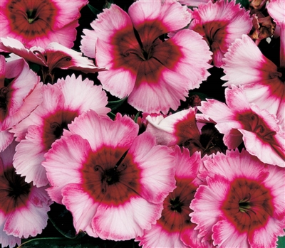 Dianthus Sup Parf Raspberry Pellets