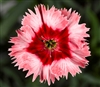 Dianthus Sup Parf Strawberry Pellets