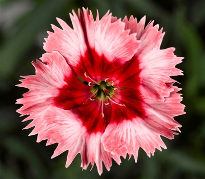 Dianthus Sup Parf Strawberry Pellets