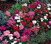 Dianthus Telstar Mix