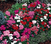 Dianthus Telstar Mix