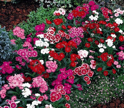 Dianthus Telstar Mix