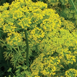 Dill Common