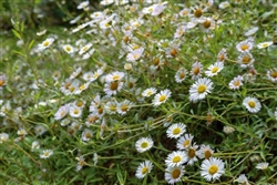 Erigeron Profusion Pellets