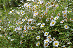 Erigeron Profusion