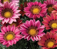 Gazania Kiss Rose