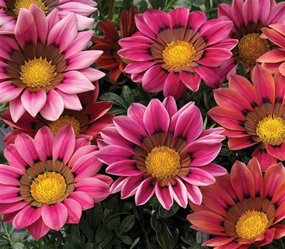 Gazania Kiss Rose