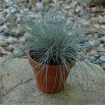 Festuca Glauca Varna