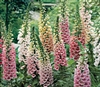 Digitalis Foxy Mix