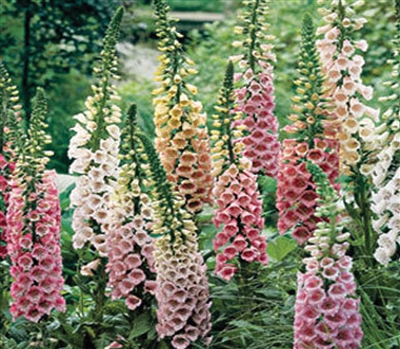 Digitalis Foxy Mix