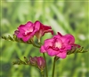 Freesia Royal Champ. Pink