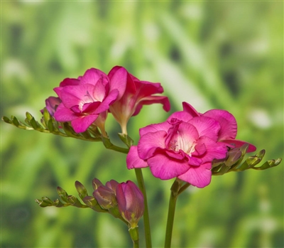 Freesia Royal Champ. Pink