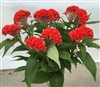 Celosia Act Deep Orange