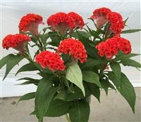 Celosia Act Deep Orange