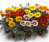 Gazania Kiss Frosty Mix