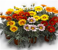 Gazania Kiss Frosty Mix