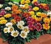 Gazania Kiss Mix