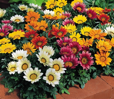 Gazania Kiss Mix