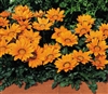 Gazania Kiss Orange