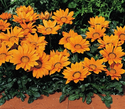 Gazania Kiss Orange