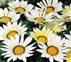 Gazania Kiss White