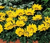 Gazania Kiss Yellow