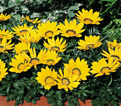 Gazania Kiss Yellow