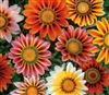 Gazania Sunshine Hybrids Mix