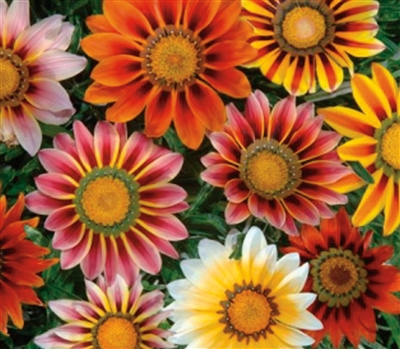 Gazania Sunshine Hybrids Mix