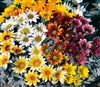 Gazania Talent Mix