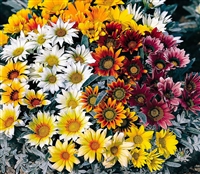 Gazania Talent Mix