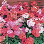 Geranium Colorama Mix F2