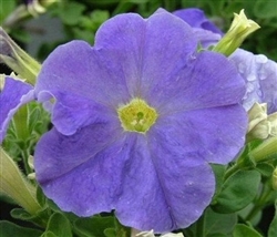 Petunia Lambada Sky Blue Pelle