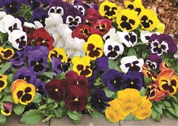 Pansy Mammoth Mix