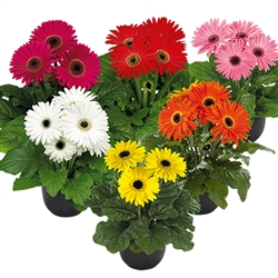 Gerbera F/Line Mini Mix BC