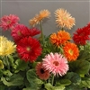 Gerbera F/Line Maxi Spider Mix